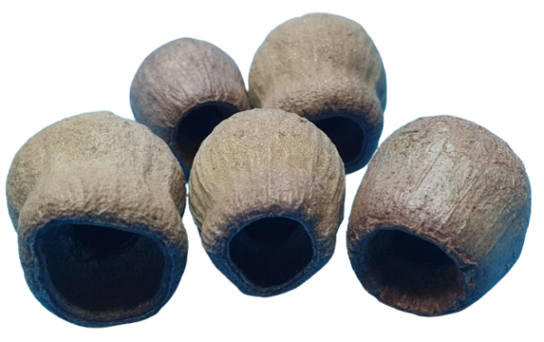 Eukaylptus-Shelter (5 Stück)